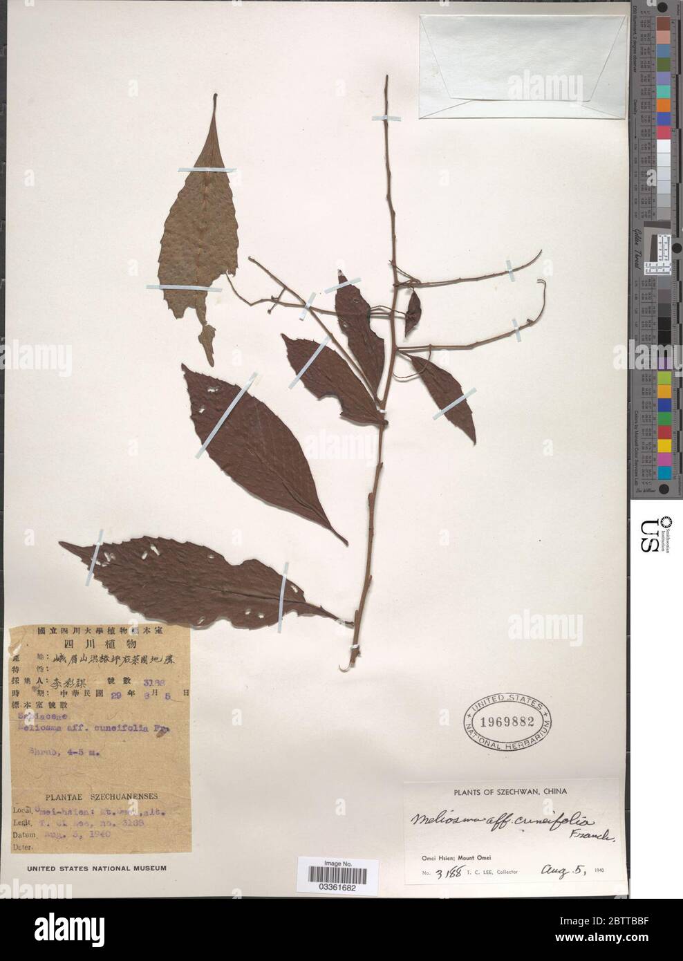 Meliosma cuneifolia Franch. Stock Photo