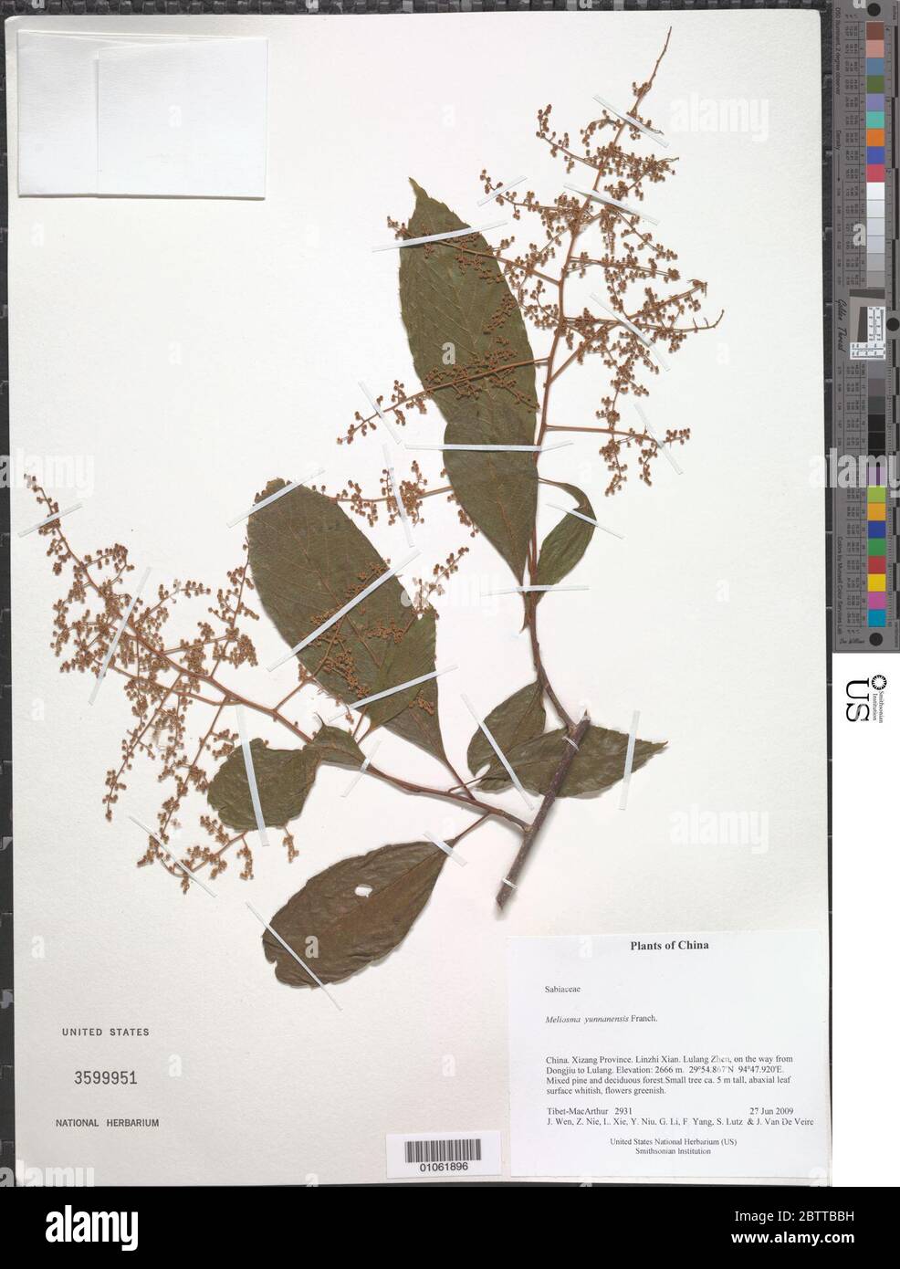Meliosma yunnanensis Franch. Stock Photo