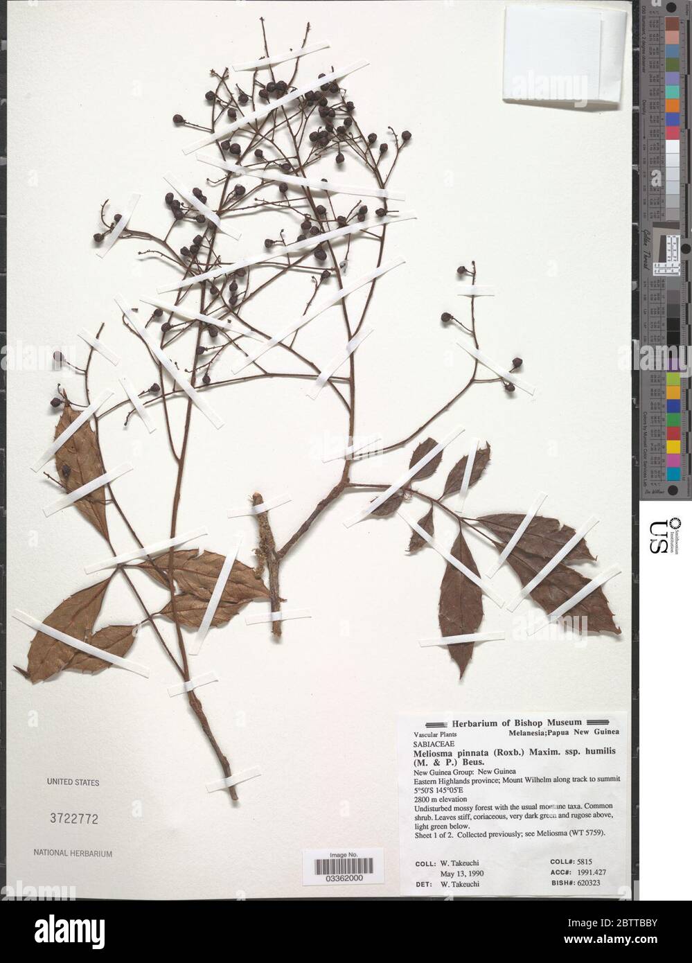 Meliosma macrophylla Merr. Stock Photo