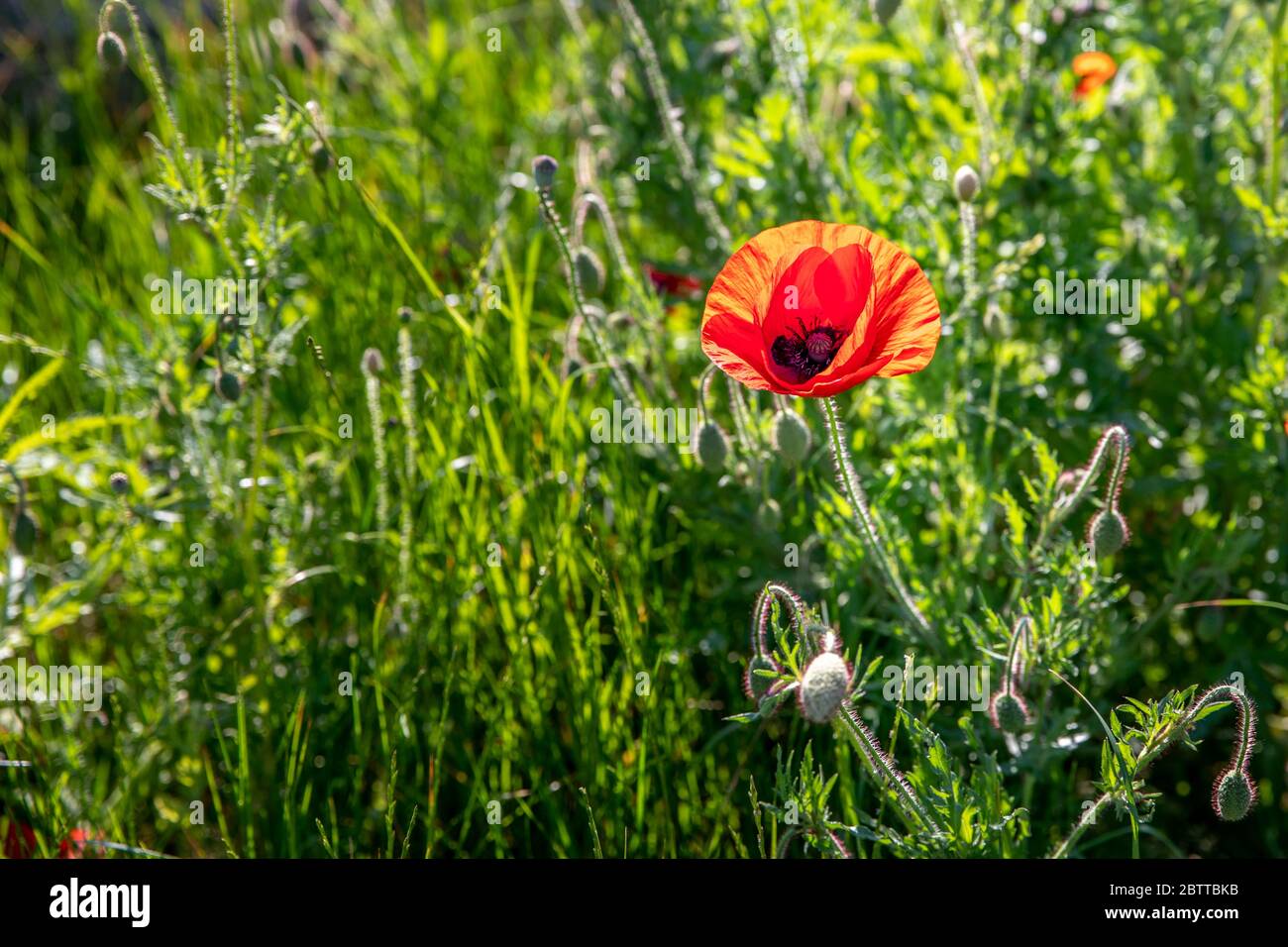 Red poppies near Luxembourg garden in Paris Stock Photo