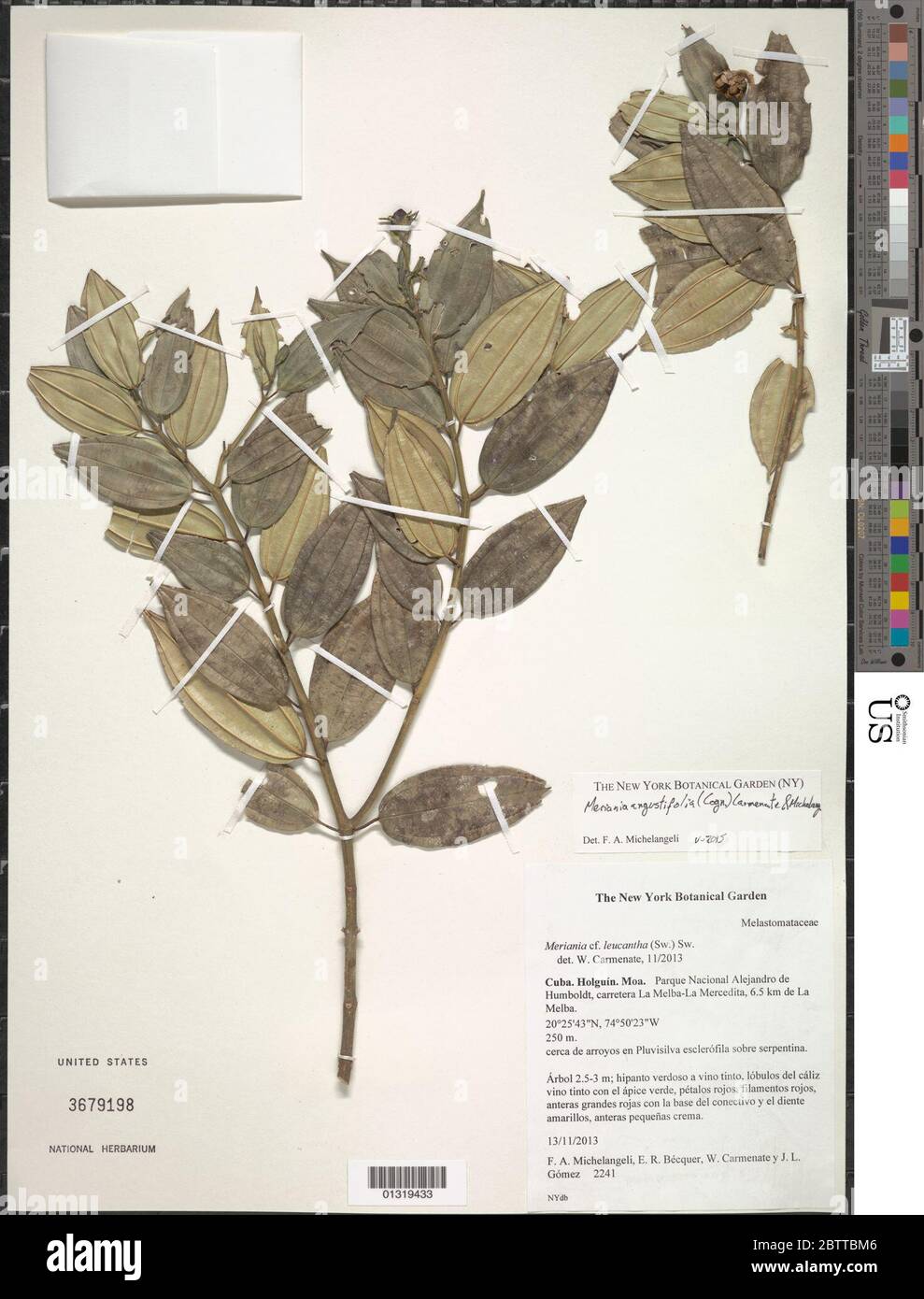 Make herbarium specimen hi-res stock photography and images - Page 9 - Alamy