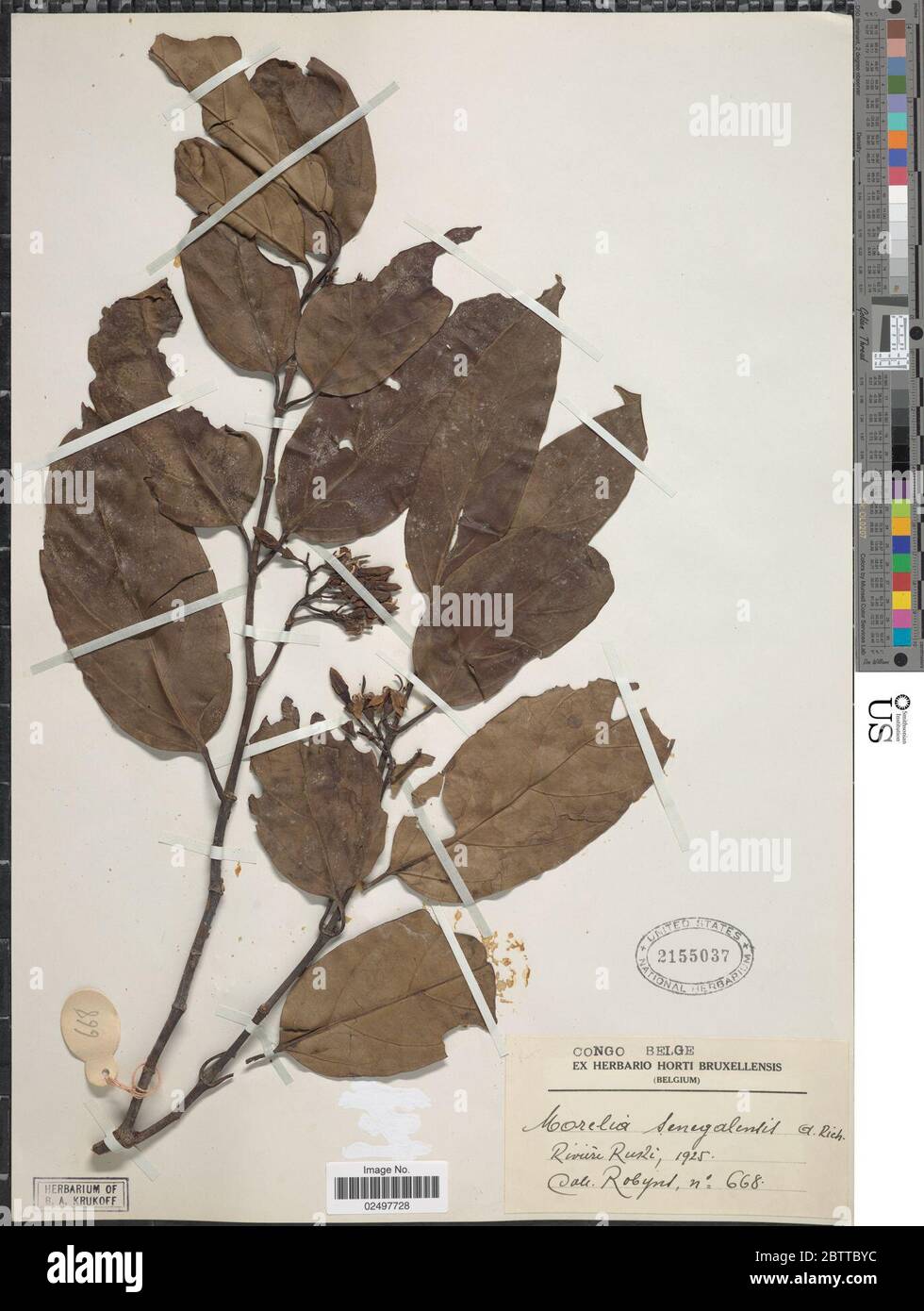 Morelia senegalensis A Rich ex DC. Stock Photo