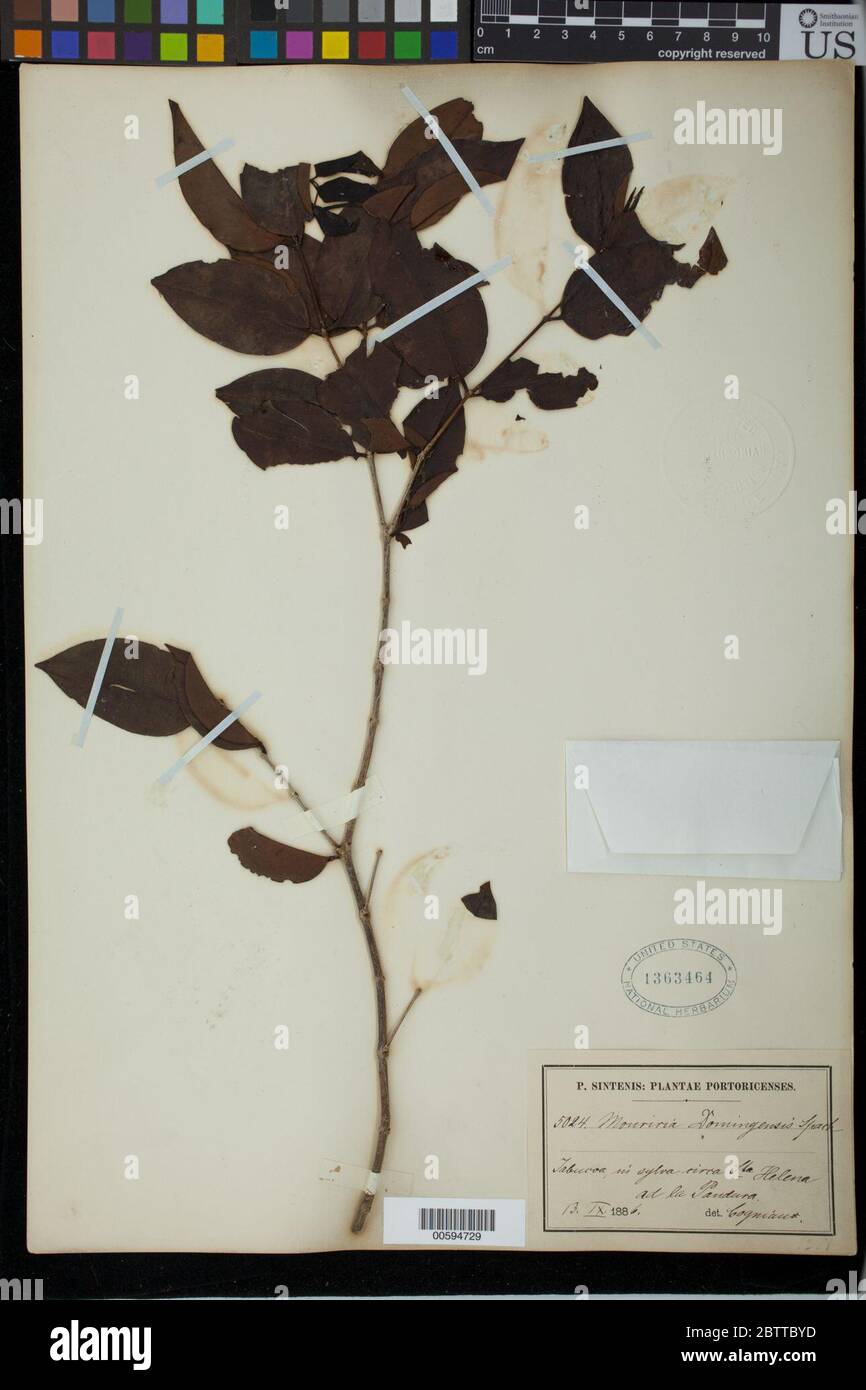 Mouriria domingensis Tussac Spach. Stock Photo