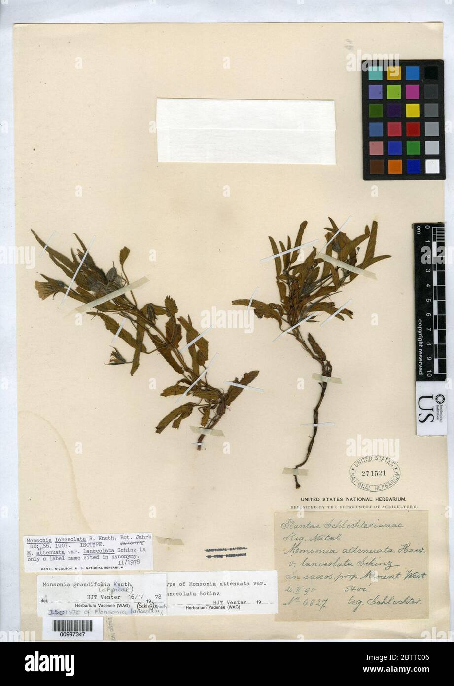 Monsonia attenuata var lanceolata Schinz. Stock Photo