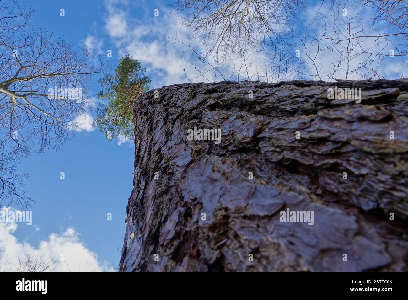 Large pine tree in front of a blue cloudy sky Stock Photo - Alamy