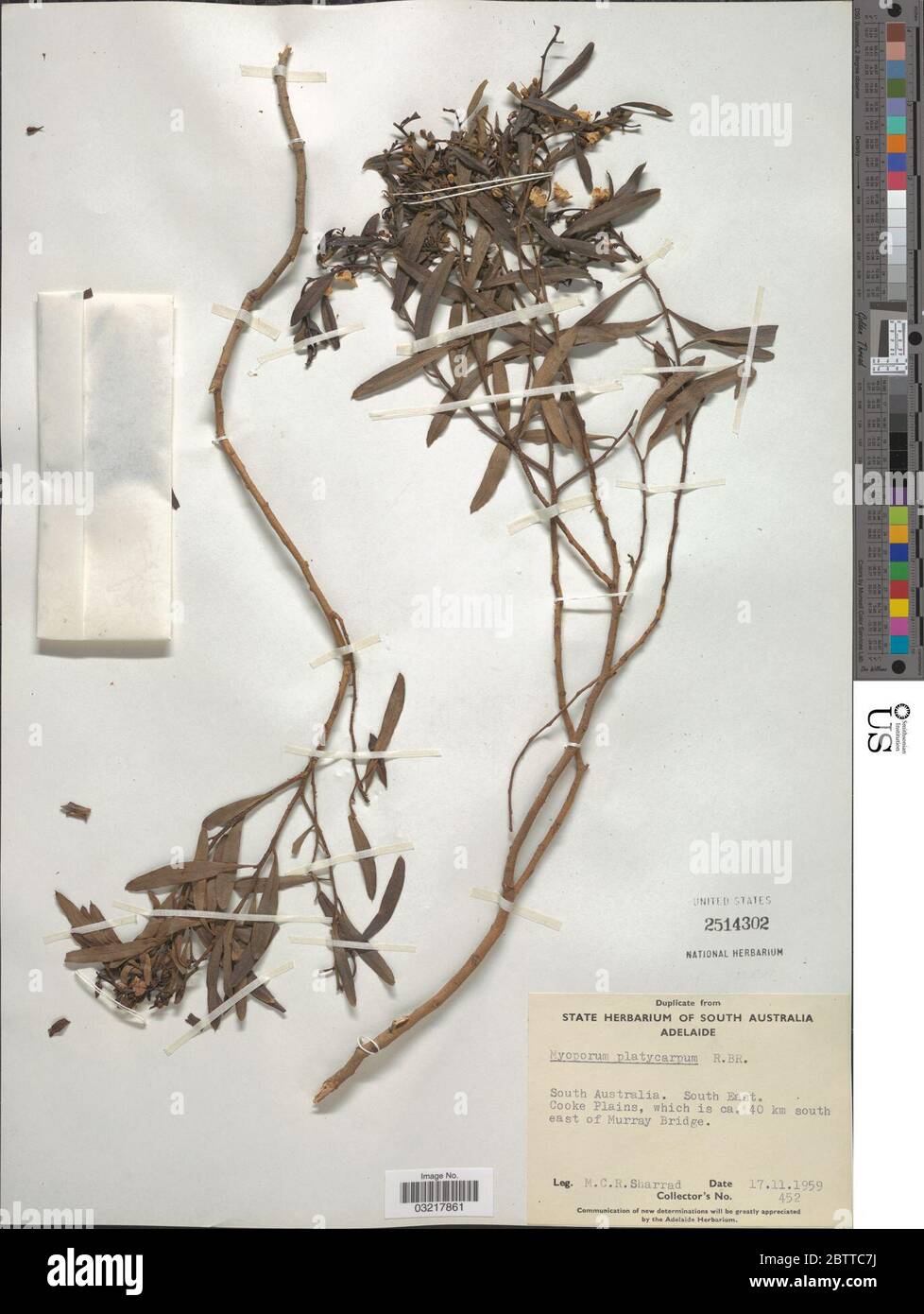 Myoporum platycarpum. Stock Photo