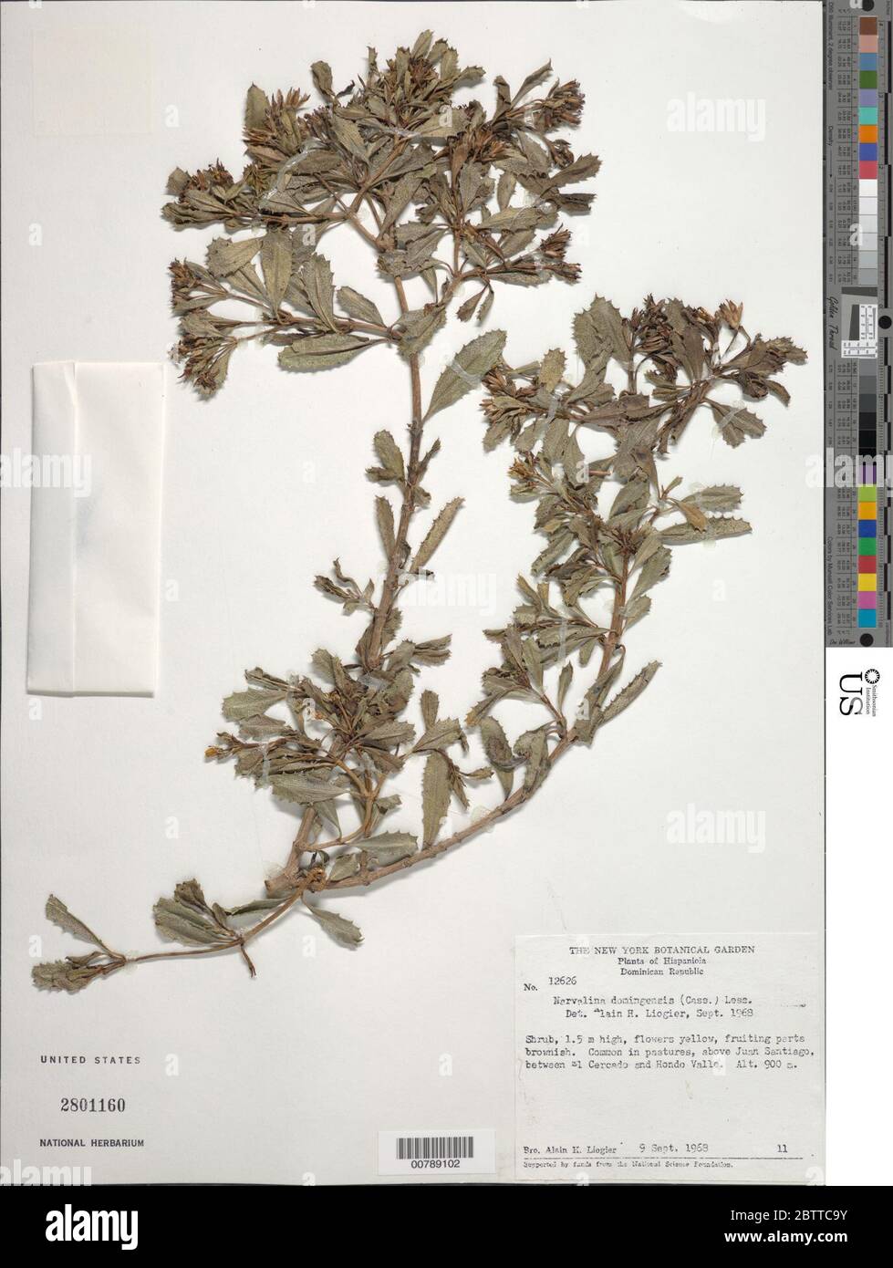 Narvalina domingensis Cass Less. Stock Photo