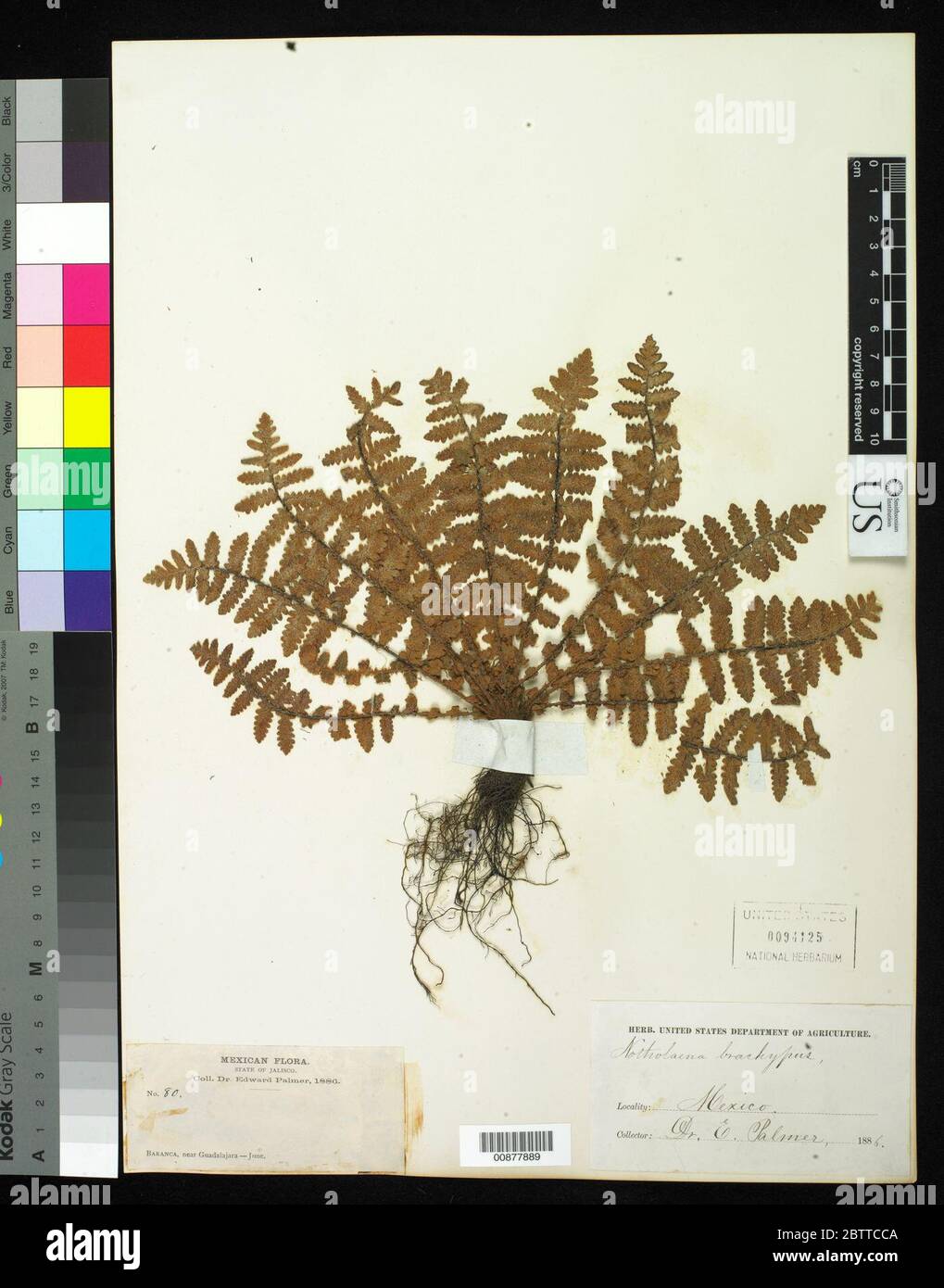 Notholaena brachypus Kunze J Sm. Stock Photo
