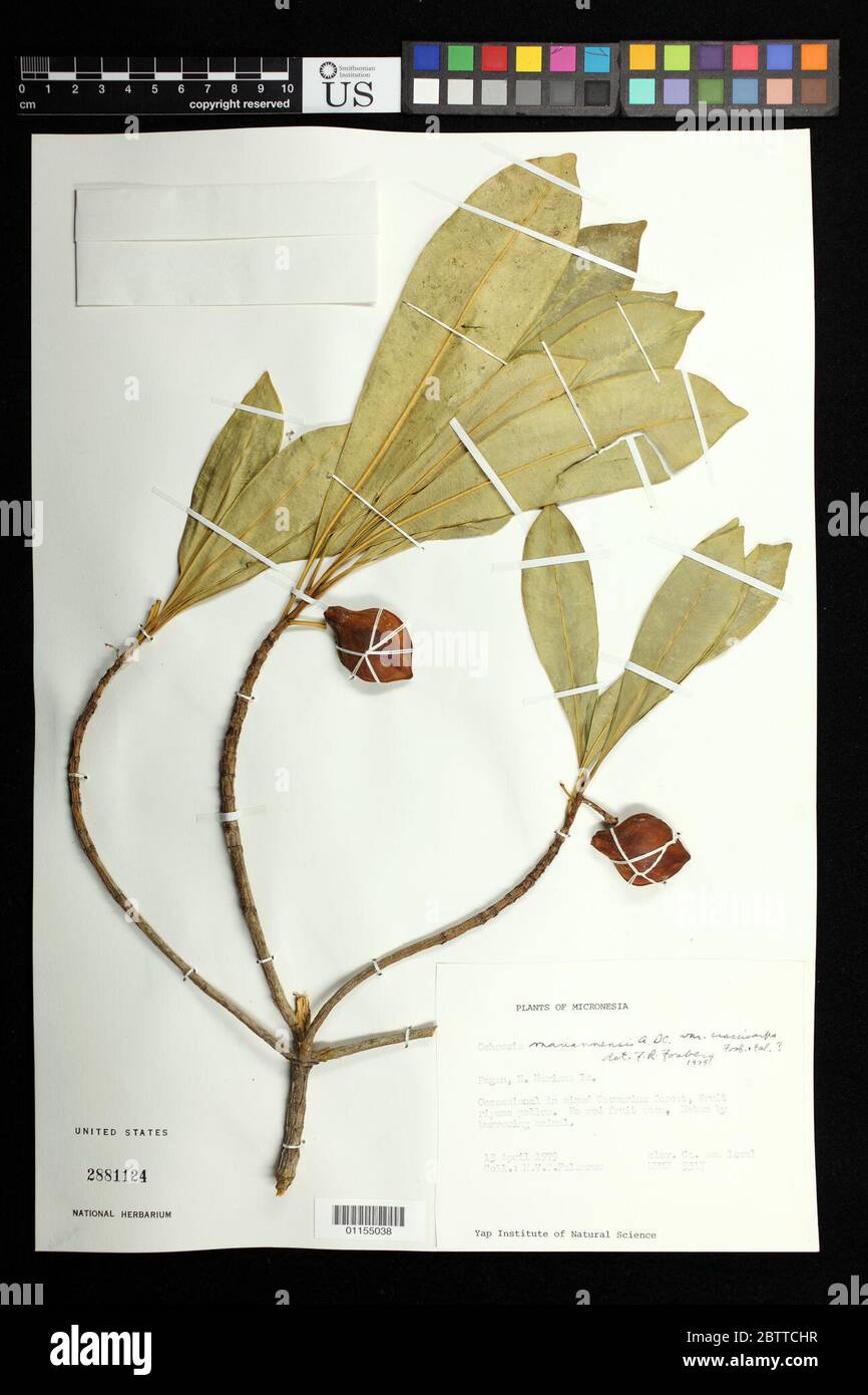 Ochrosia mariannensis var crassicarpa Fosberg Falanruw. Stock Photo