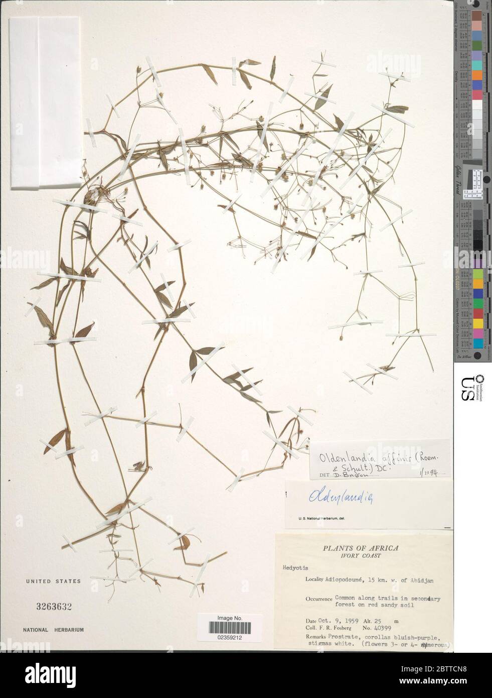 Oldenlandia affinis Roem DC. Stock Photo