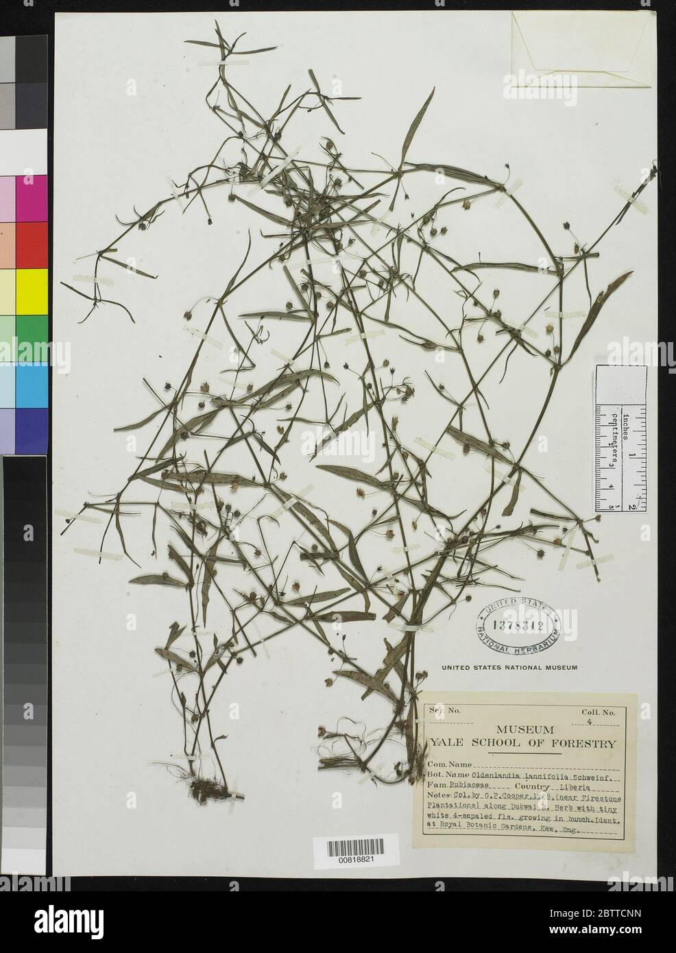 Oldenlandia lancifolia Schumach DC. Stock Photo