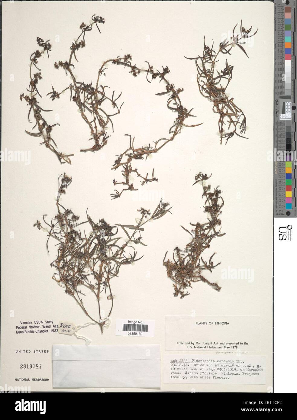 Oldenlandia capensis sensu Blanco non Sw. Stock Photo