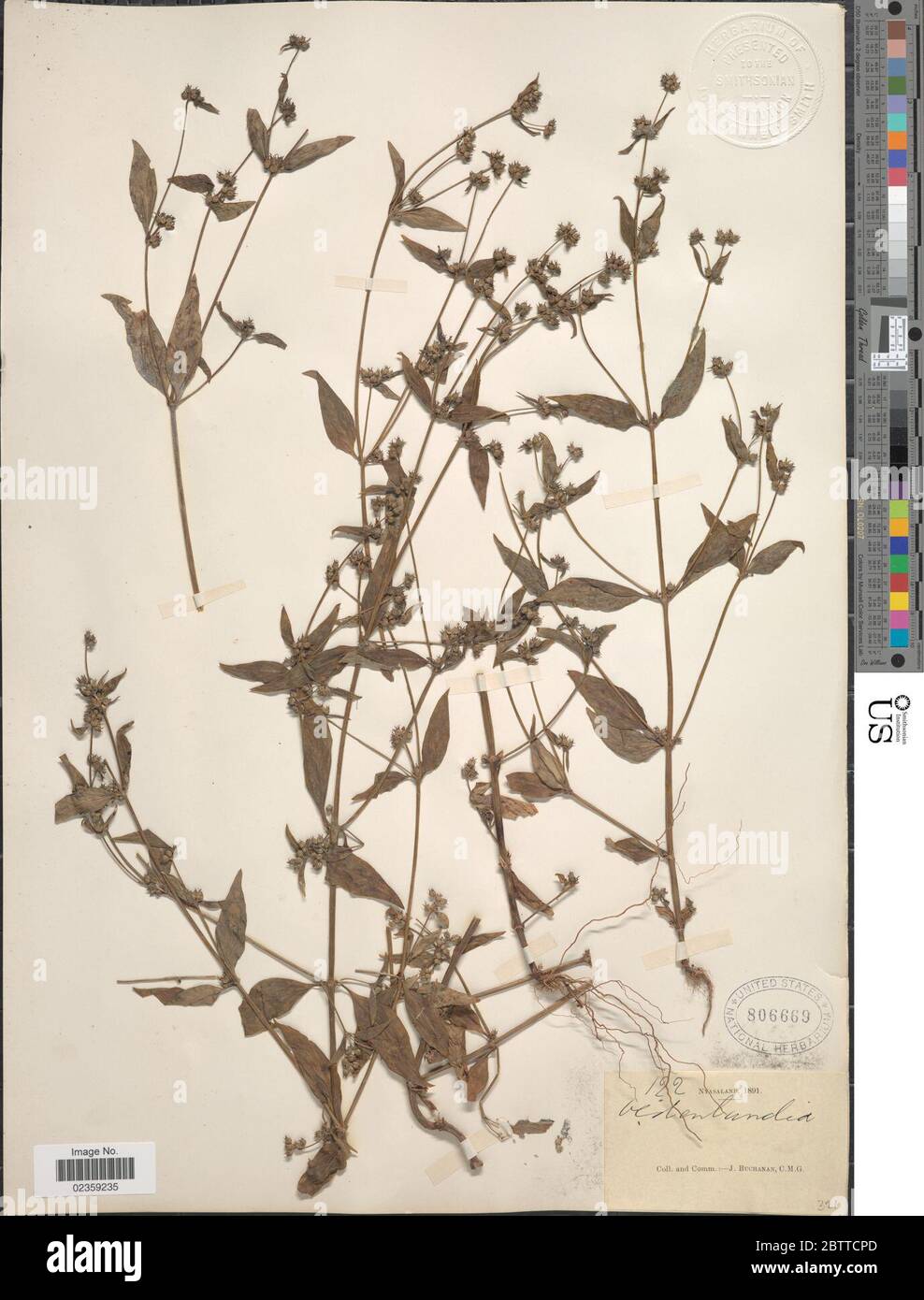 Oldenlandia sp. Stock Photo