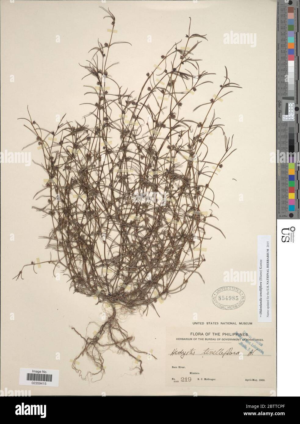 Oldenlandia tenelliflora Blume Kuntze. Stock Photo
