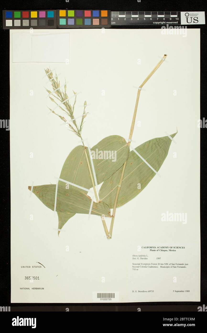 Olyra latifolia L. Stock Photo