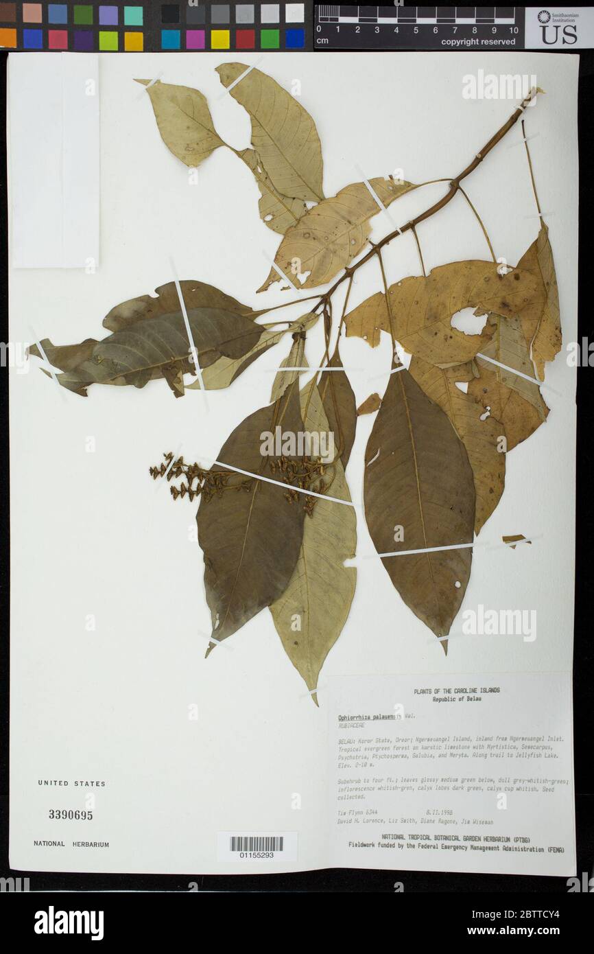 Ophiorrhiza palauensis Valeton. Stock Photo