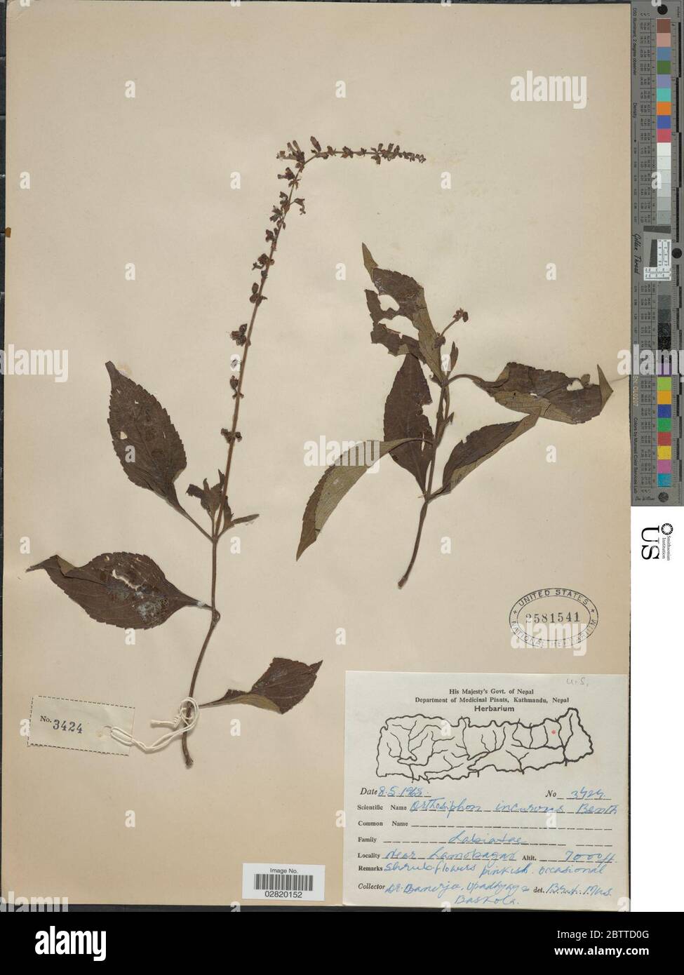 Orthosiphon incurvus Benth. Stock Photo