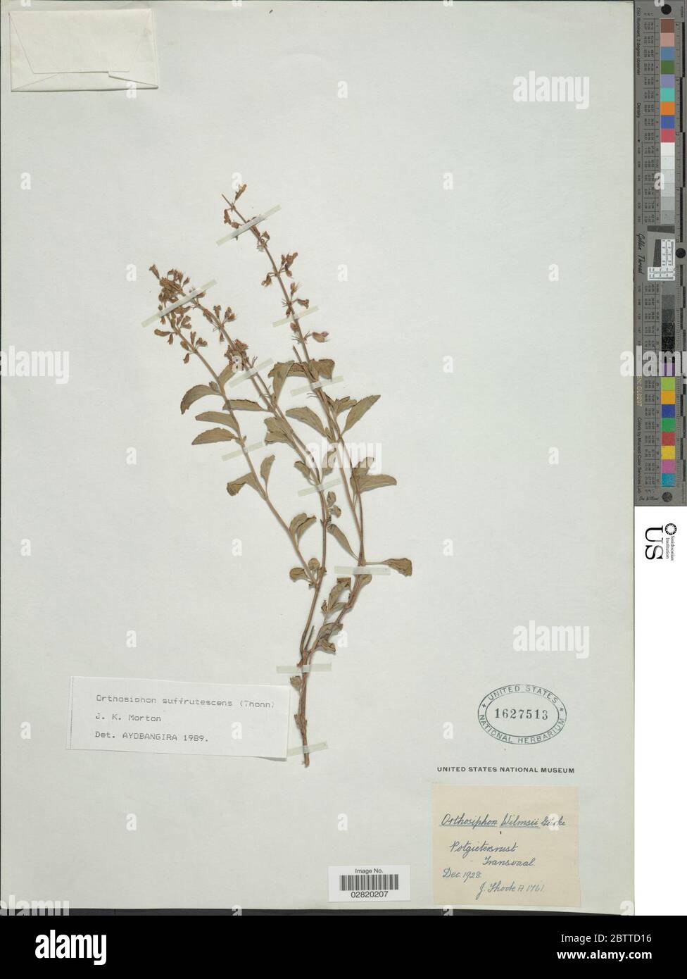 Orthosiphon suffrutescens Schumach JK Morton. Stock Photo