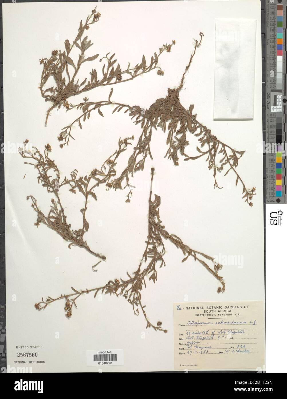 Osteospermum calendulaceum L f. Stock Photo