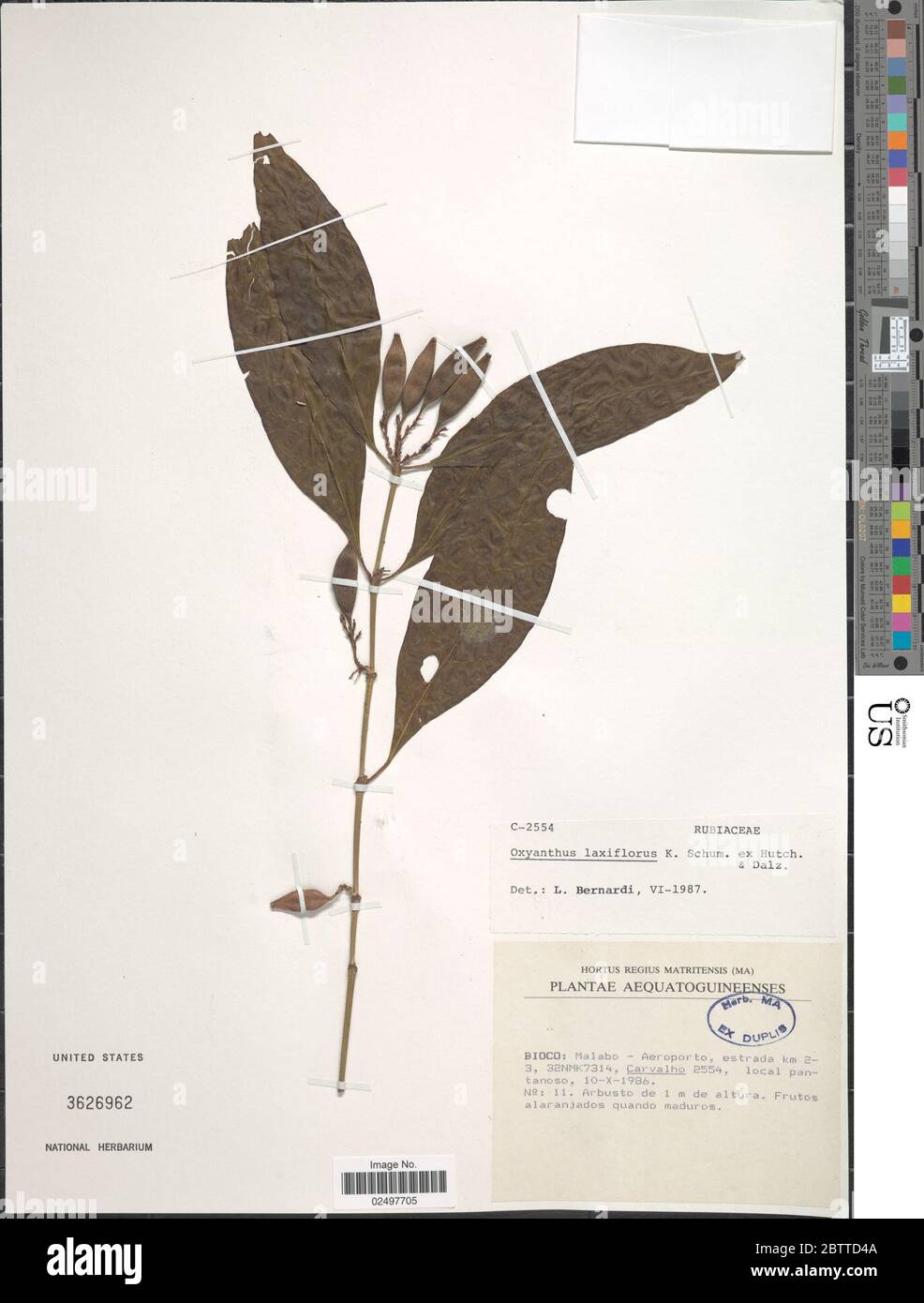 Oxyanthus latifolius Sonder. Stock Photo
