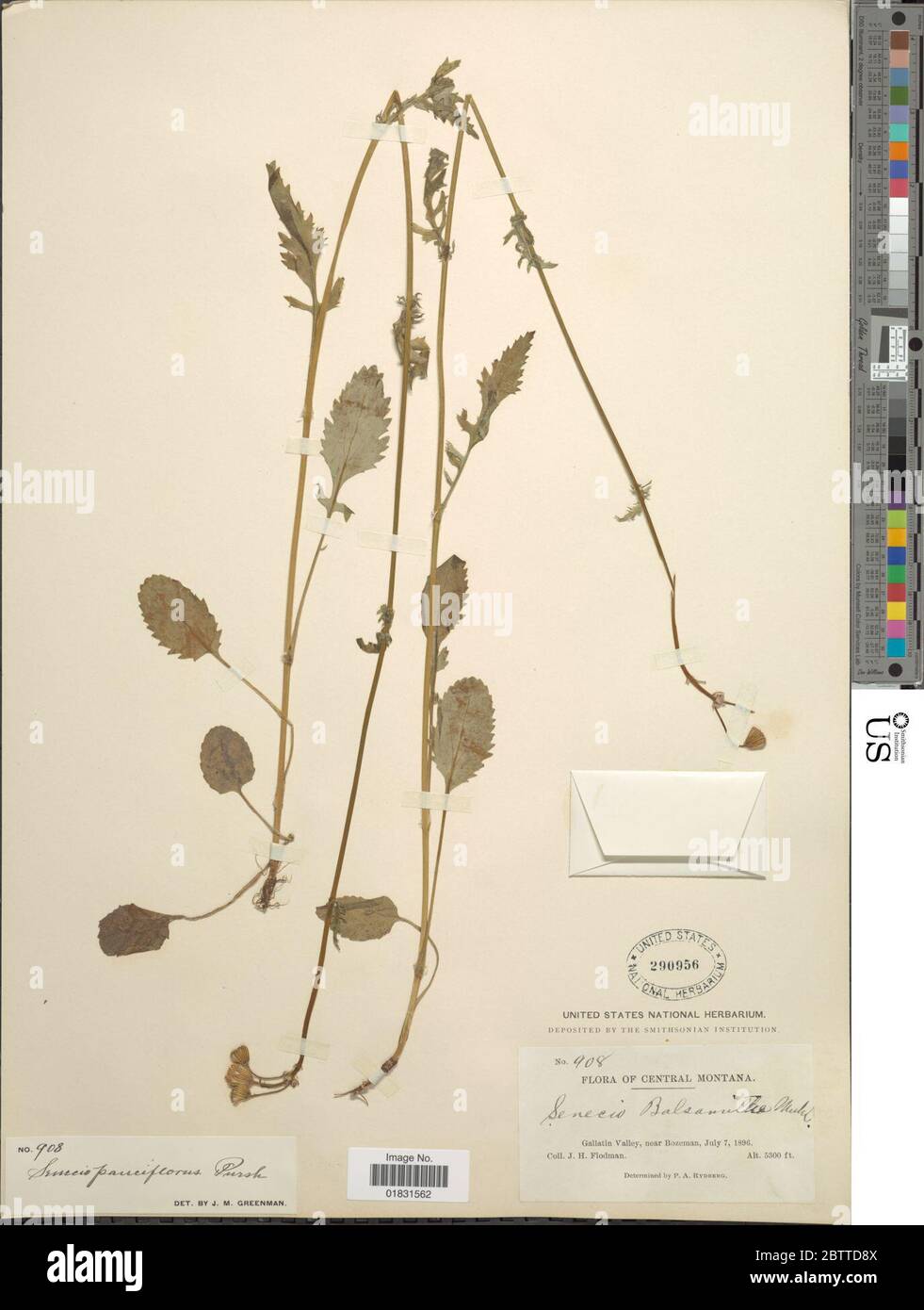 Packera pauciflora Pursh WA Weber Lve. Stock Photo