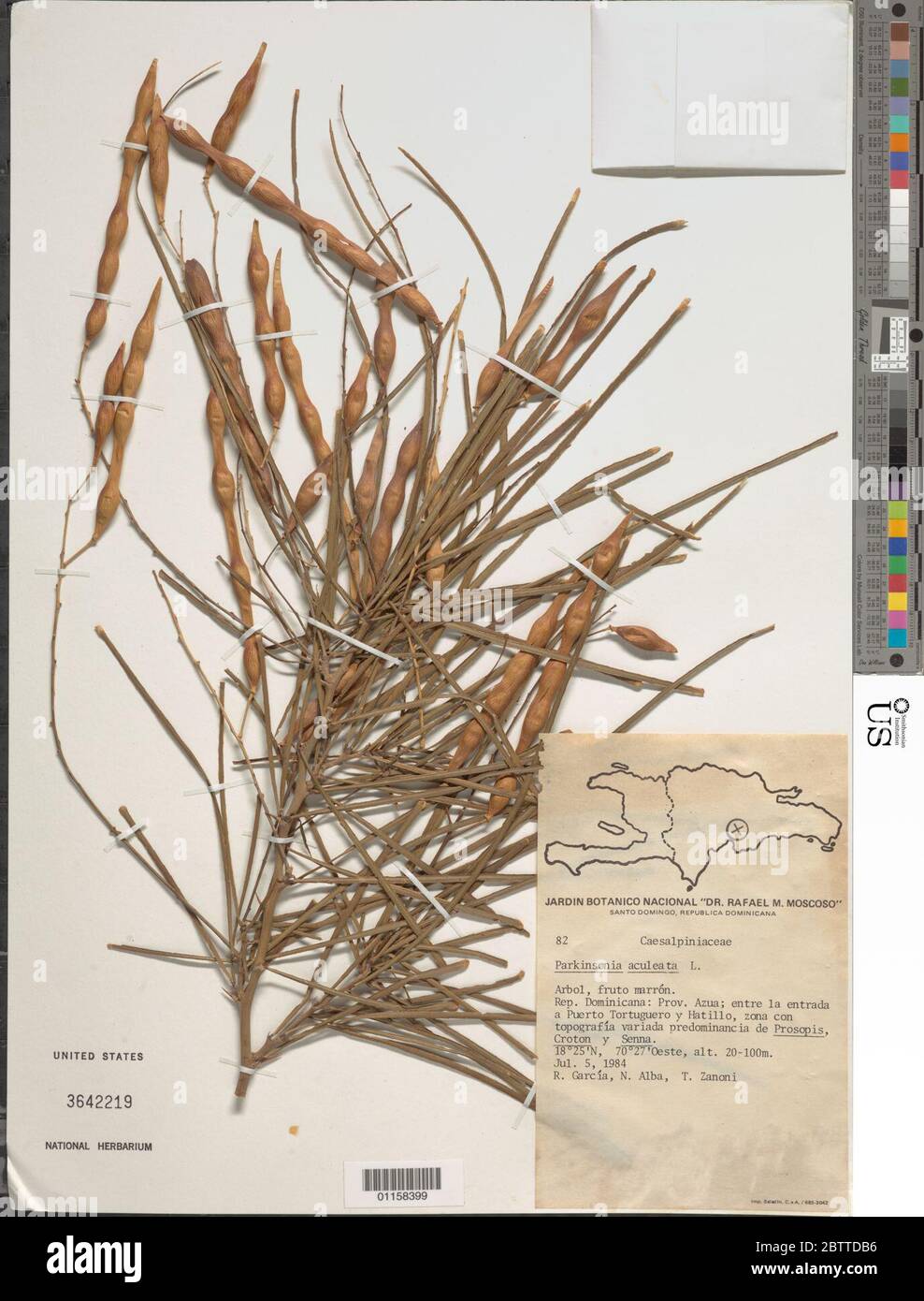 Parkinsonia aculeata L Stock Photo Alamy