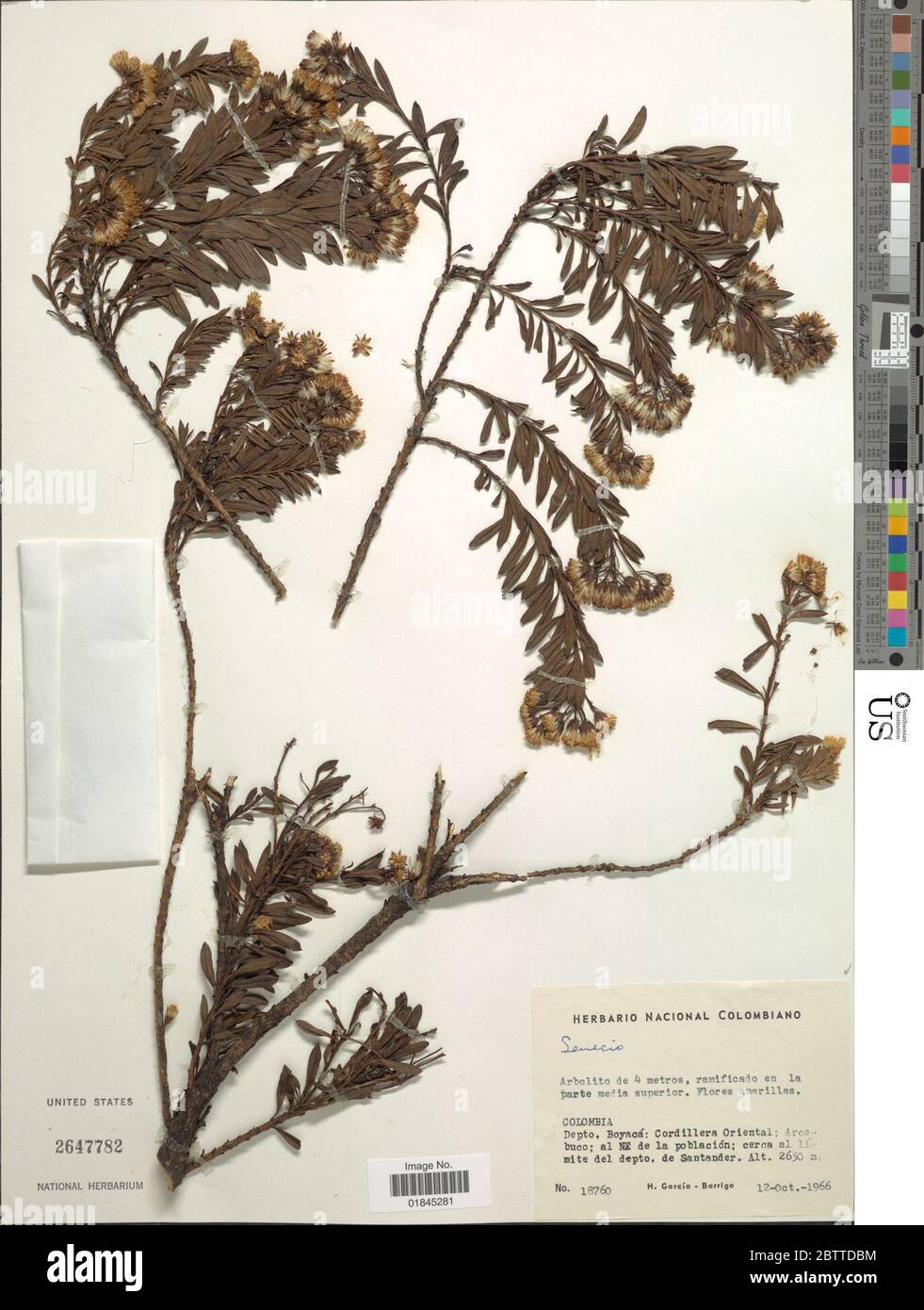 Pentacalia corymbosa Benth Cuatrec. Stock Photo