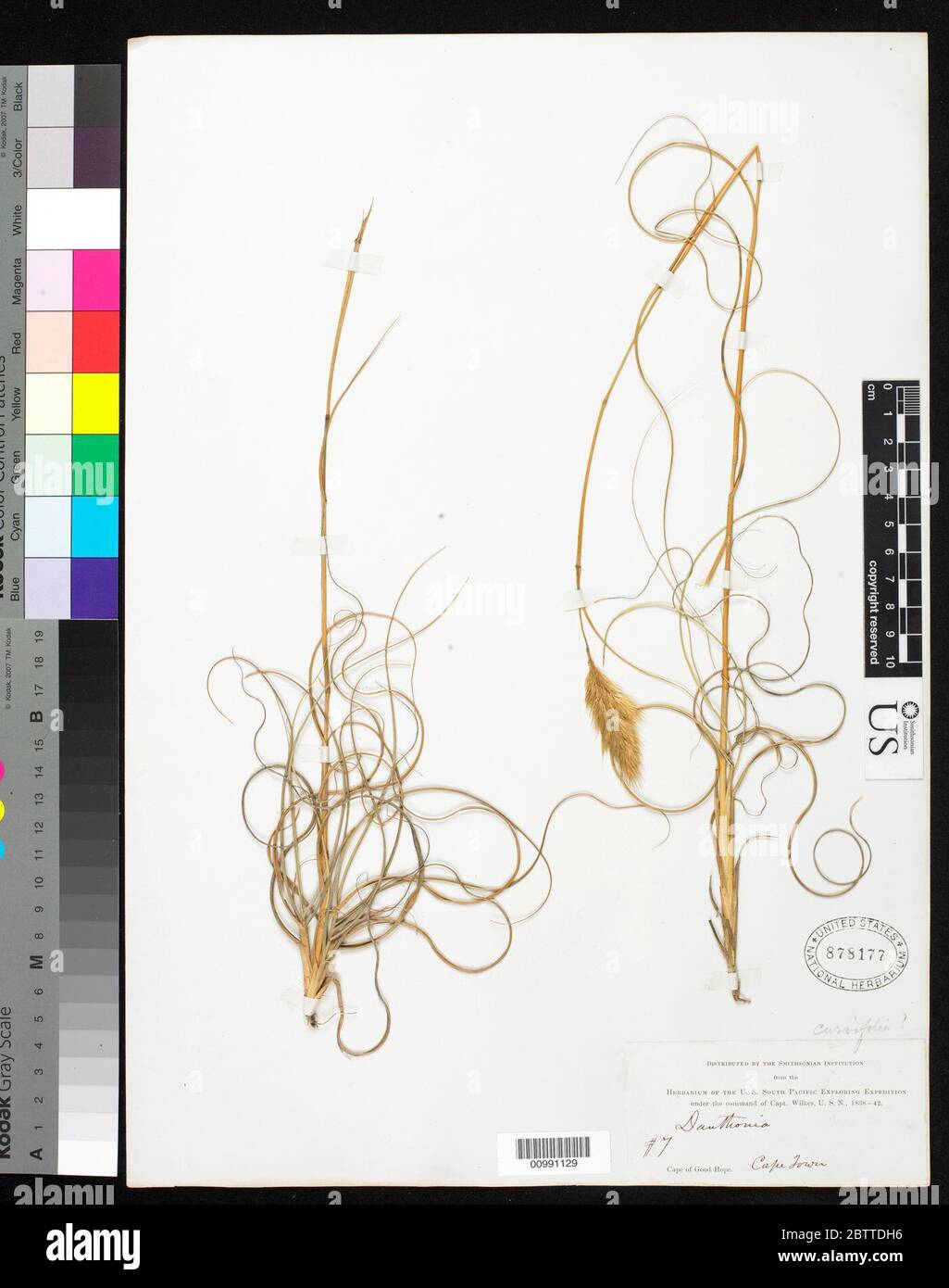 Pentaschistis curvifolia Schrad Stapf. Stock Photo