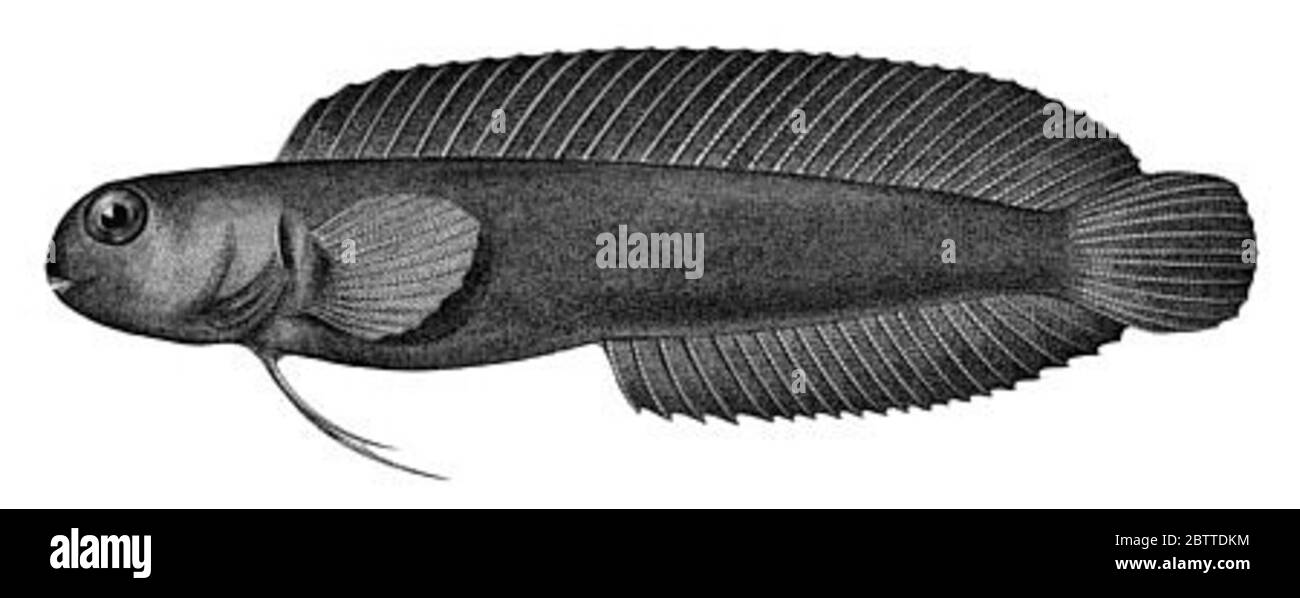 Aspidontus brunneolus Jenkins. 29.0 mm sl. for further info., refer to p. 5 of s.i. contri. to zool. (springer, williams, orrell), no. 519.30 Nov 20151 Stock Photo
