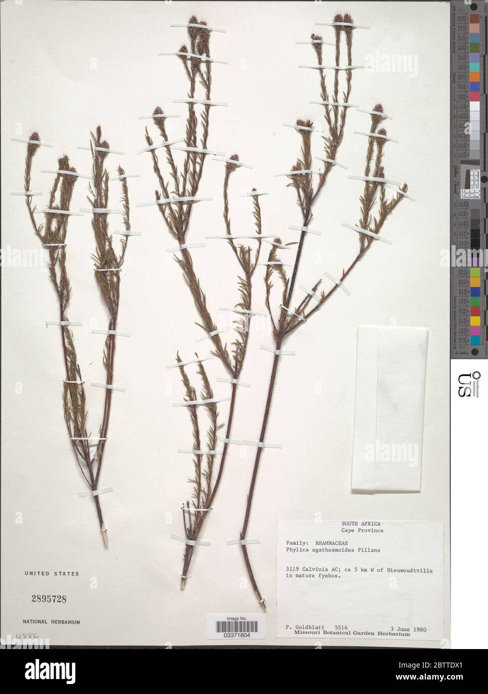 Phylica agathosmoides Pillans. Stock Photo