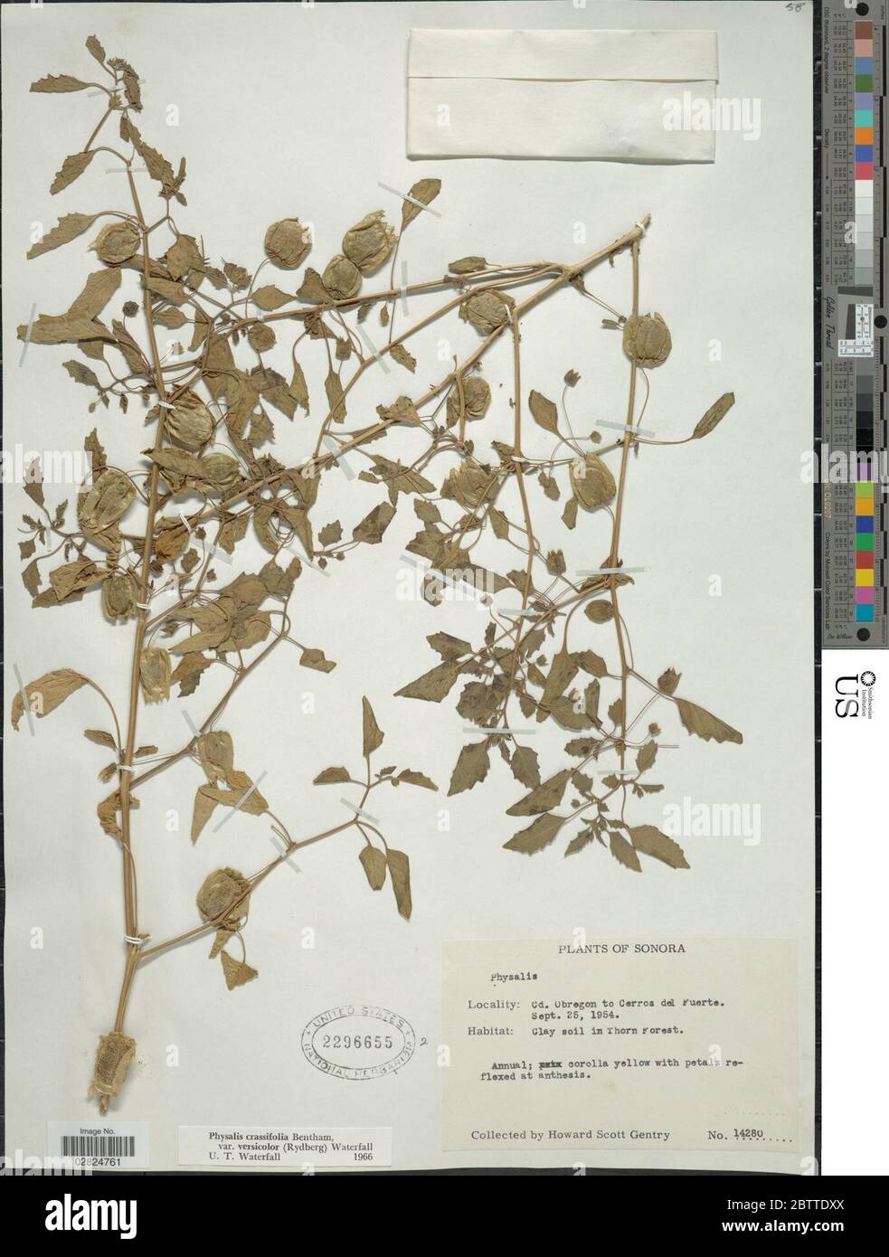 Physalis crassifolia var versicolor Benth. Stock Photo