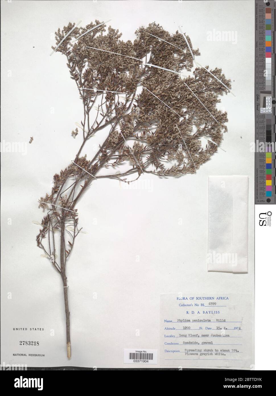 Phylica paniculata Willd. Stock Photo