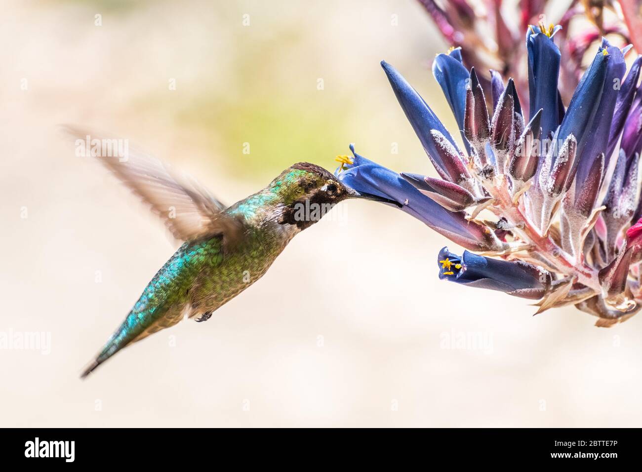 Close up of male Anna's Hummingbird drinking nectar from a Puya coerulea plant in bloom; San Francisco bay area, California Stock Photo