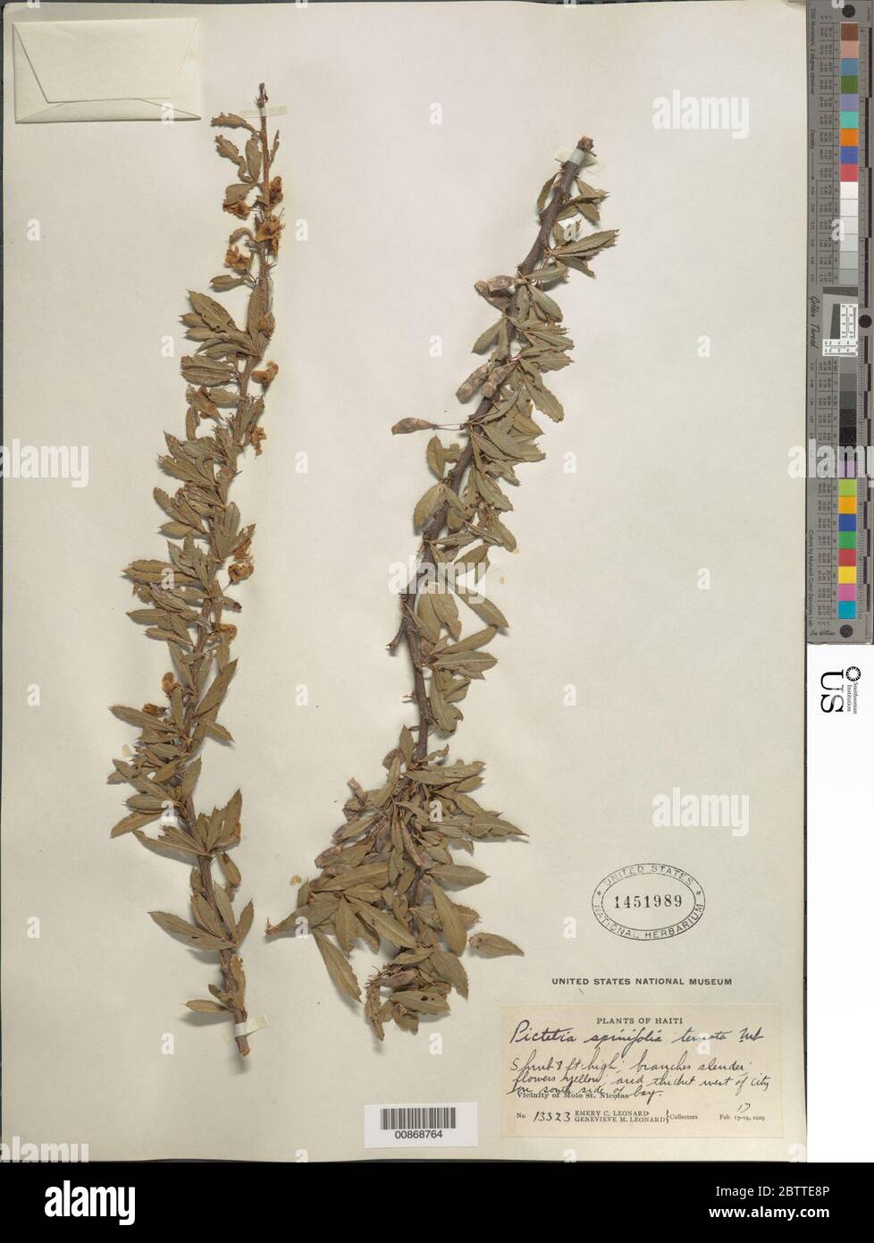 Pictetia spinifolia var ternata Spreng ex DC Urb. Stock Photo