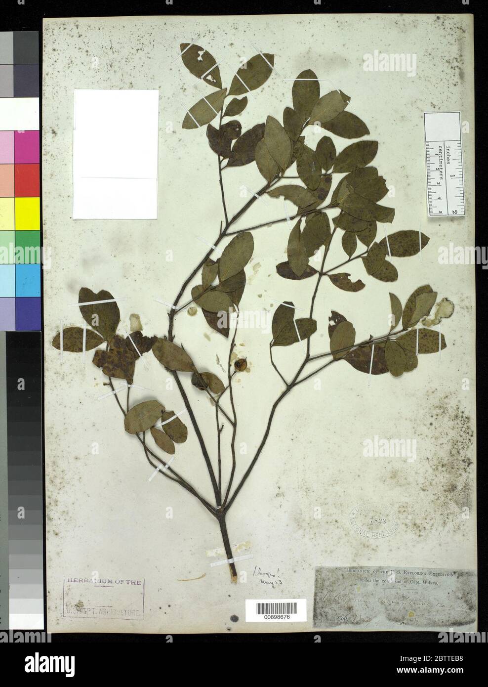 Pittosporum tenuifolium Gaertn. Stock Photo