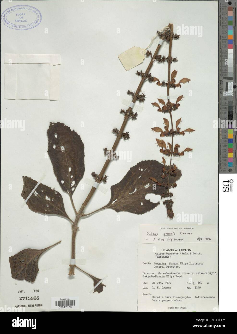 Plectranthus barbatus var grandis LH Cramer Lukhoba AJ Paton. Stock Photo