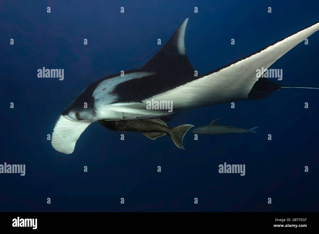 Giant manta ray (Mobula birostris) in the open Pacific Ocean, color ...