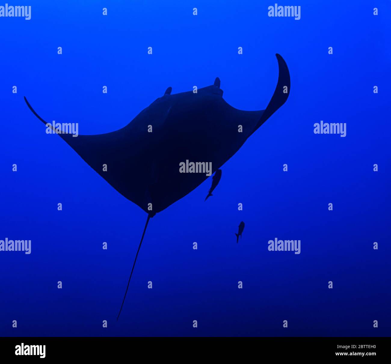 Giant manta ray (Mobula birostris) in the open Pacific Ocean, color ...