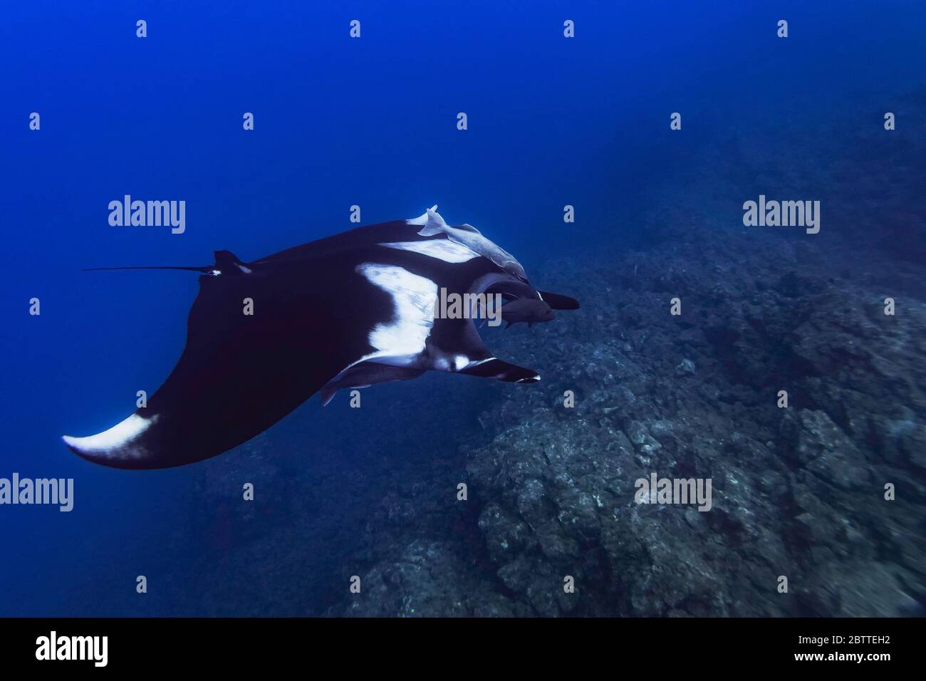 Giant manta ray (Mobula birostris) in the open Pacific Ocean, color Stock Photo