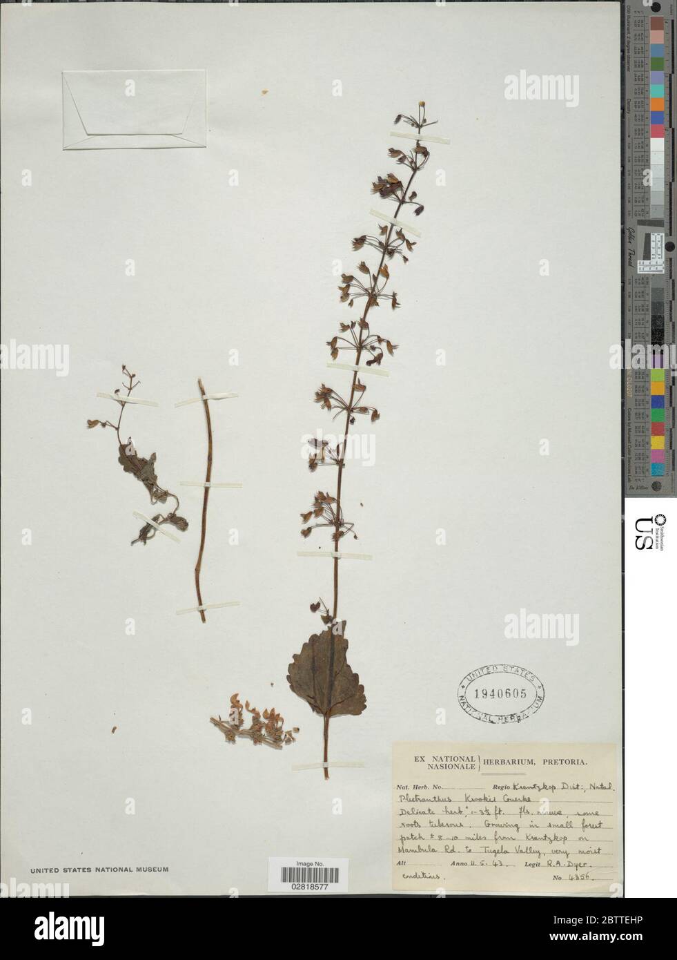 Plectranthus krookii Grke ex Zahlbr. Stock Photo