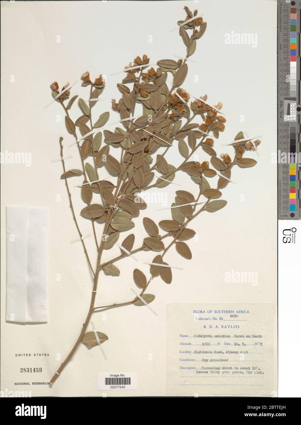 Podalyria velutina ex Benth. Stock Photo