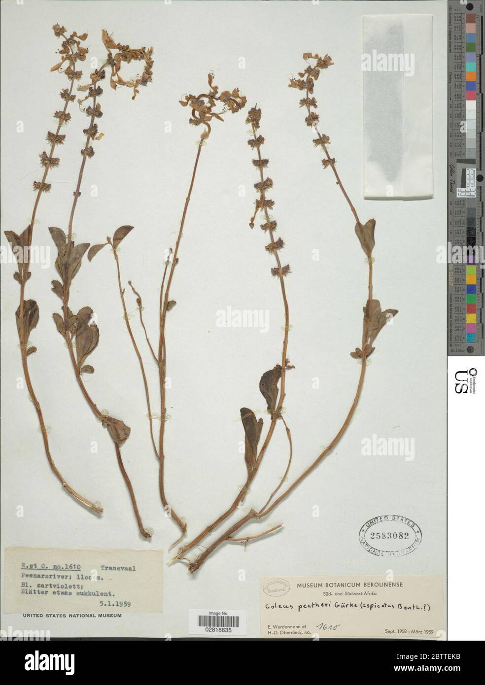 Plectranthus pentheri Grke ex Zahlbr van Jaarsv TJ Edwards. Stock Photo