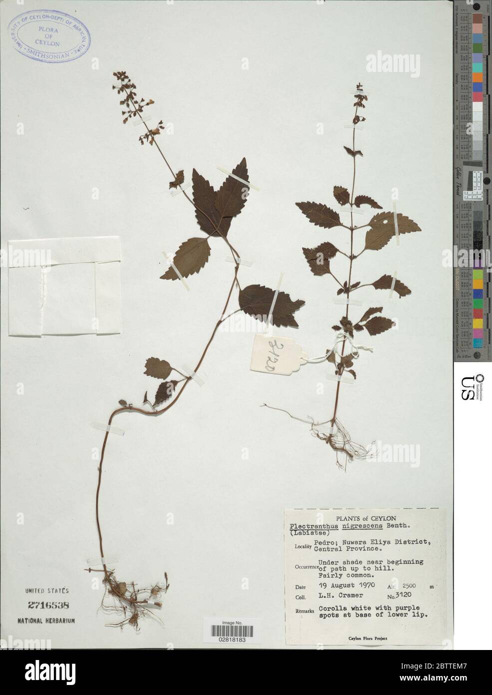 Plectranthus nigrescens. Stock Photo