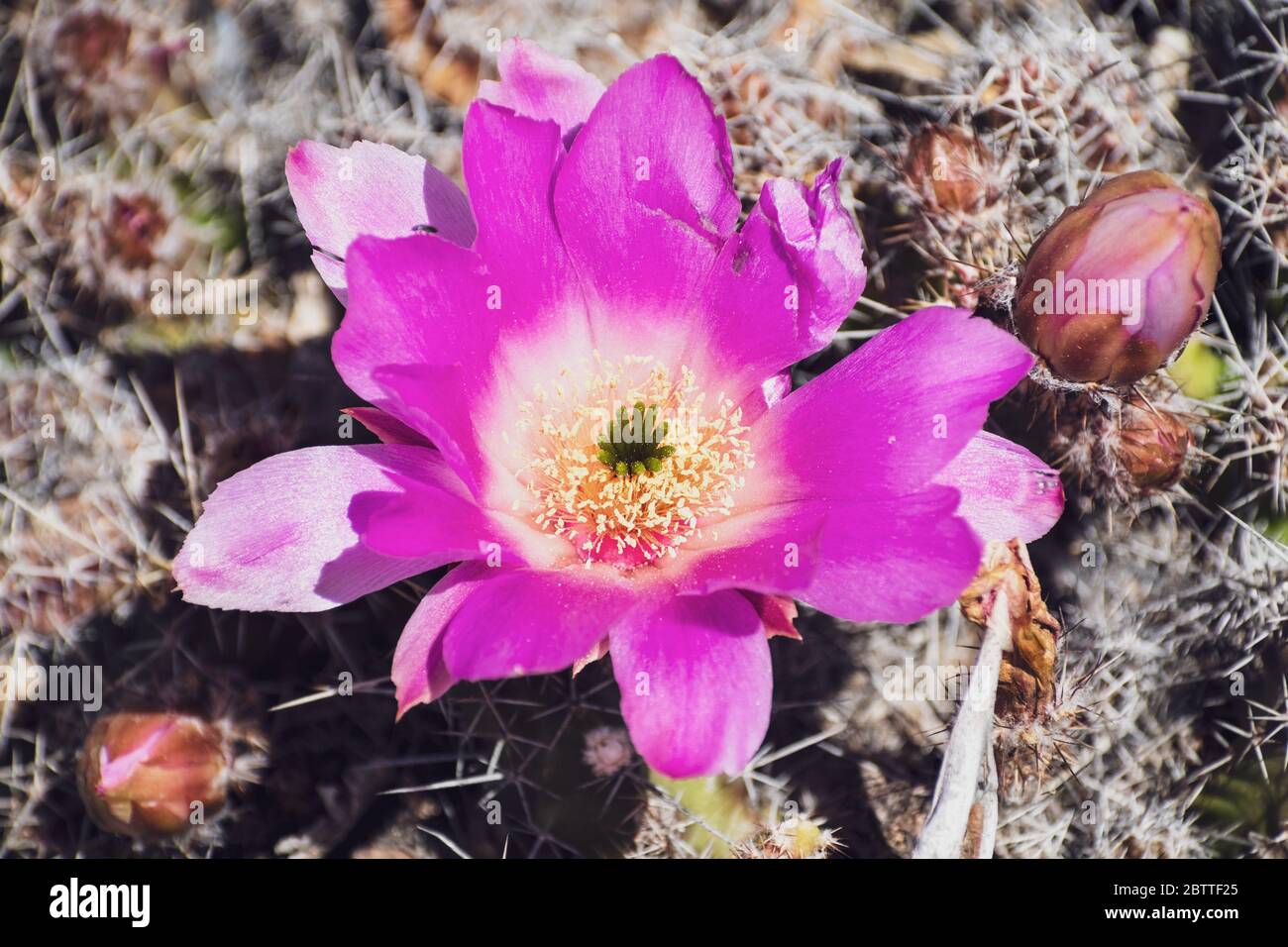 Echinocereus Cactus Hi-res Stock Photography And Images - Alamy