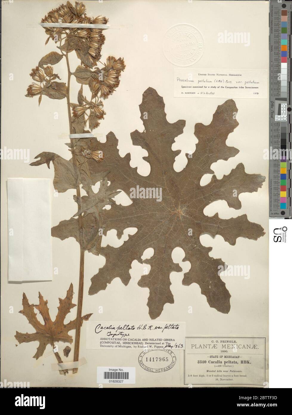 Psacalium peltatum Cass Stock Photo Alamy