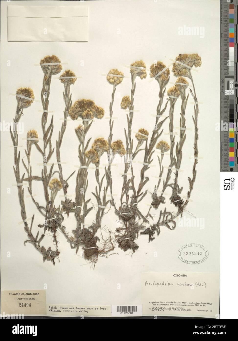 Pseudognaphalium meridensis Aristeg. Stock Photo