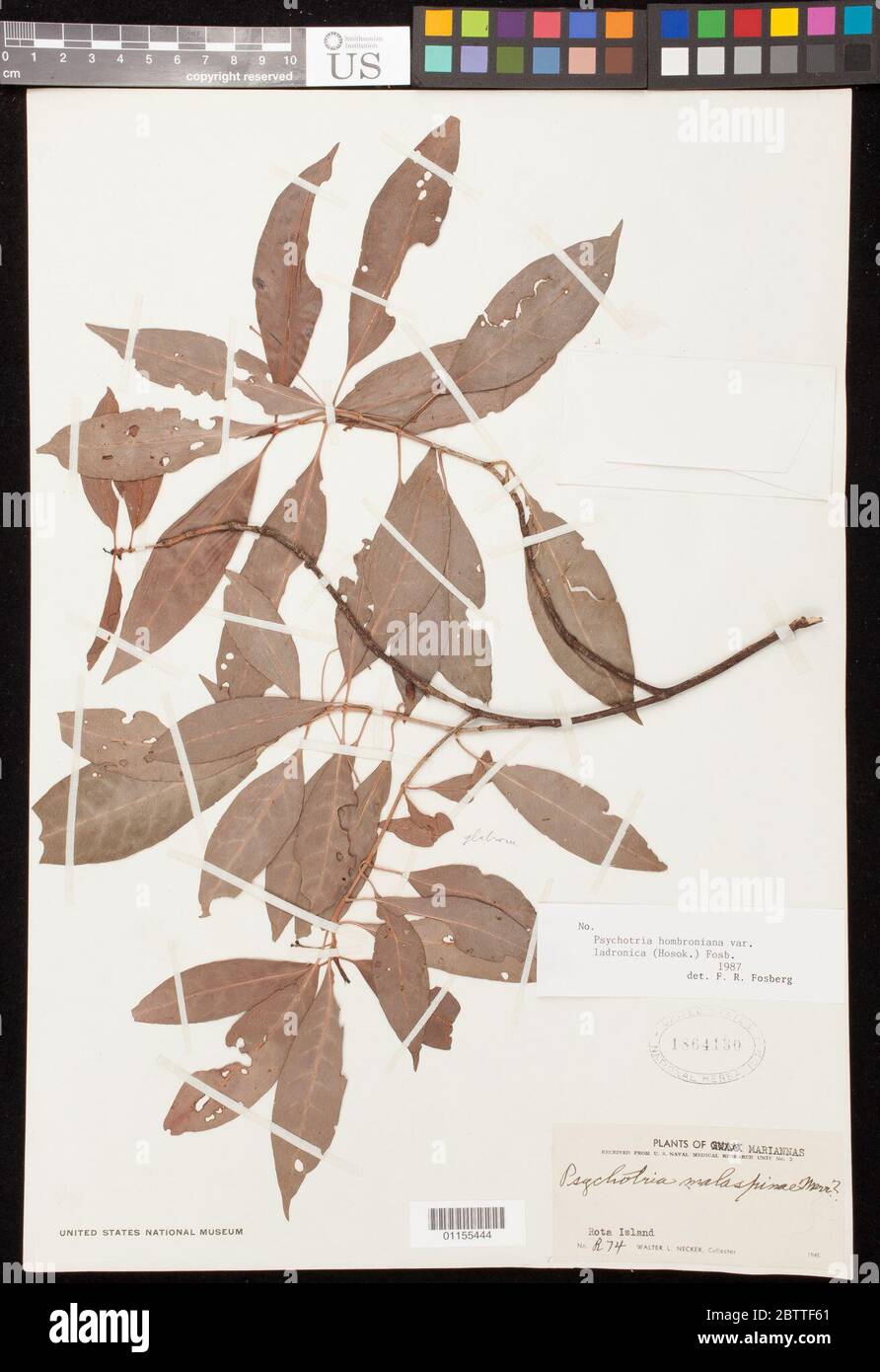 Psychotria hombroniana var ladronica Hosok Fosberg. Stock Photo