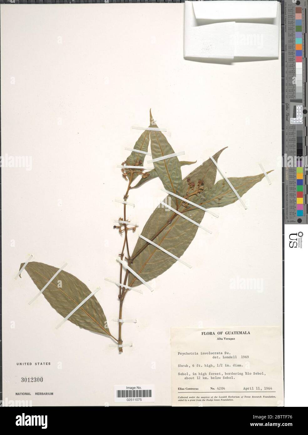 Psychotria involucrata Sw. Stock Photo