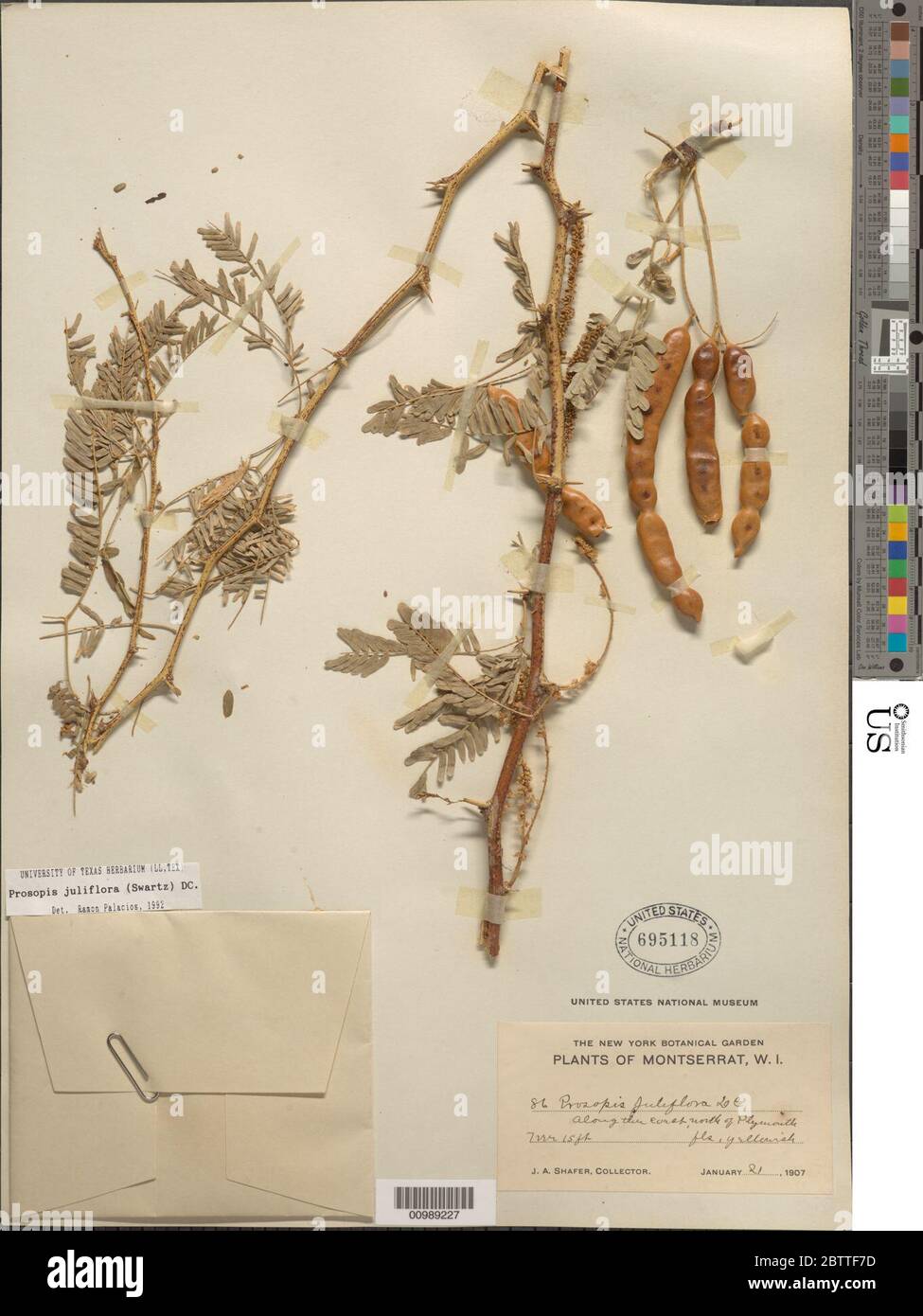 Prosopis Juliflora High Resolution Stock Photography and Images Alamy