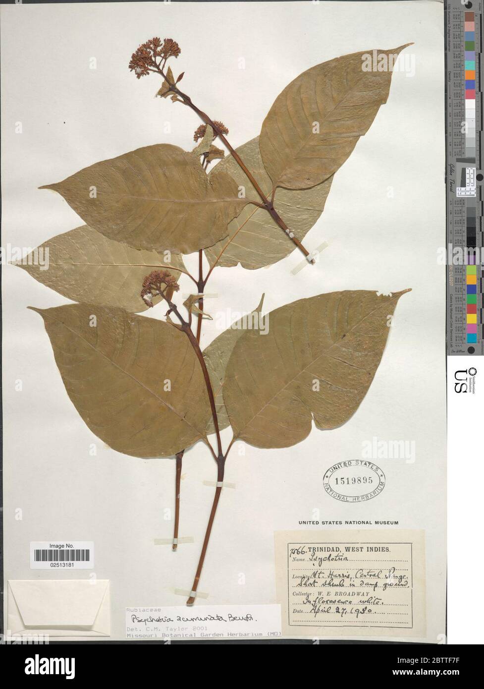 Psychotria acuminata Benth. Stock Photo